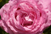 Rose Rose